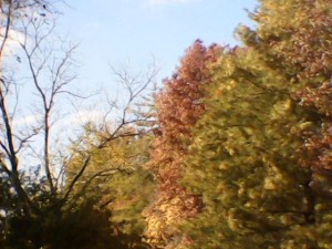 Brown tree in the middle of evergreens