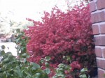 crimson bush